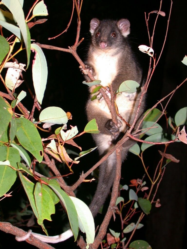 Ring Tail Possum in tree